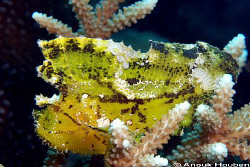 Paper fish, Taenianotus triacanthus. Picture taken at Pan... by Anouk Houben 